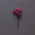 5 roses Fuchsia