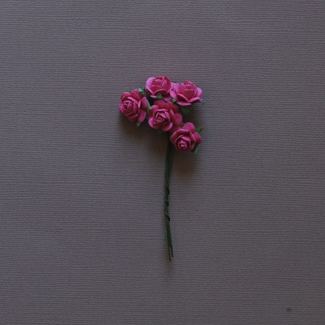 5 roses Fuchsia